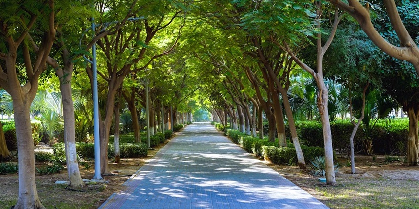Tree-lined walkway in Creek Park offering peaceful paths in popular parks in Dubai.