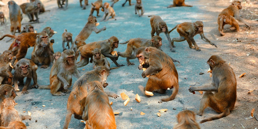 Several monkeys are sitting on the ground, eating fruits and leftover peels spread in the area.