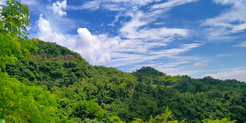 Lush green forest under a clear sky in Doi Phu Kha National Park, Northern Thailand.