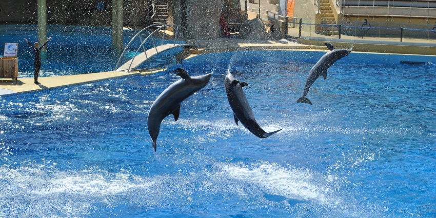 Dolphins jumping out of a swimming pool at Dolphin Bay in Atlantis The Palm Dubai.
