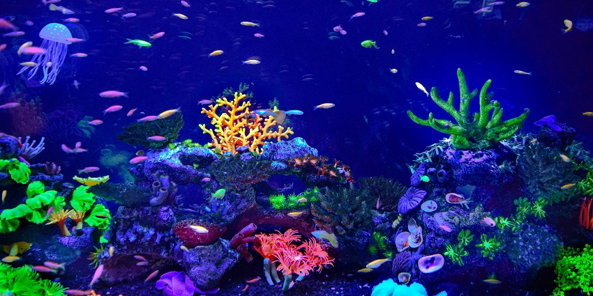 Colourful fishes and coral reef inside Dubai Aquarium and Underwater Zoo, zoos in Dubai.
