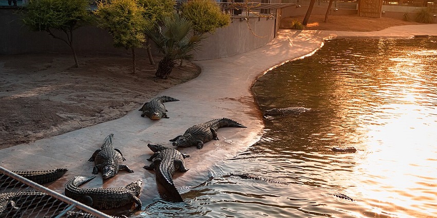 A group of crocodiles rest at a pathway near a waterbody in the Dubai Crocodile Park.
