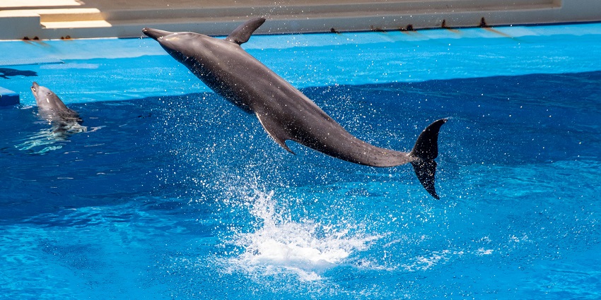 A dolphin jumping during a live show at Dubai Dolphinarium, one of the zoos in Dubai.
