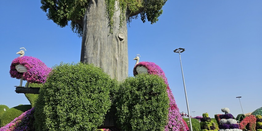 Flower-covered arches and pathways at Dubai Miracle Garden’s landscaped display.