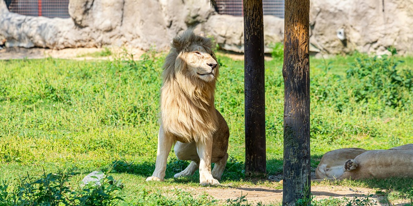 Lions resting under shade in enclosure at Dubai Safari Park, one of the best zoos in Dubai.
