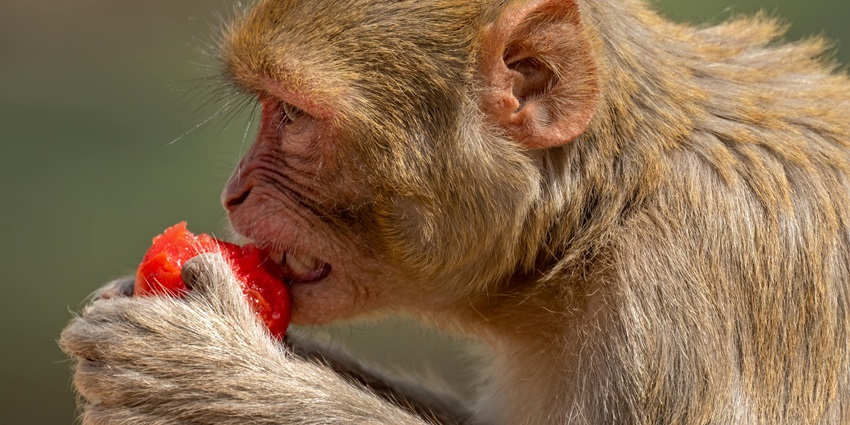 A macaque monkey eating a red strawberry at the Monkey Buffet Festival in Lopburi.