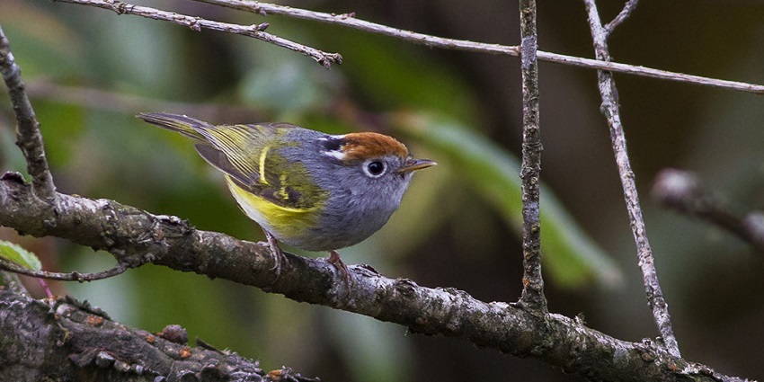 A colourful Chestnut-Crowned Warbler was spotted inside the Fambong Lho Wildlife Sanctuary.
