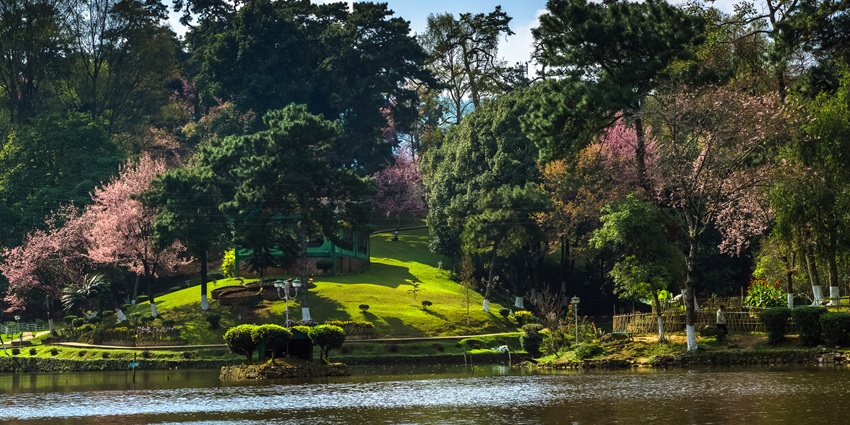 Autumn cherry blossoms are blooming near a peaceful lake surrounded by greenery in Shillong.