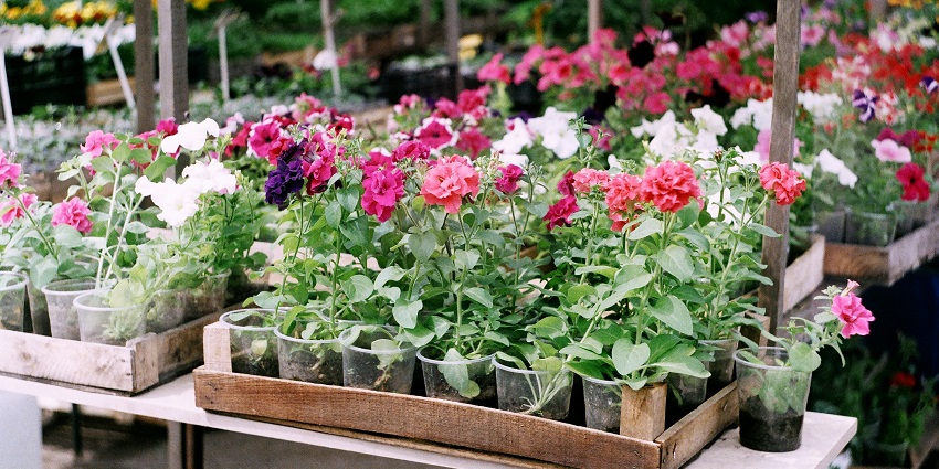 Colourful flowers are arranged for sale at a bustling Flower Market.
