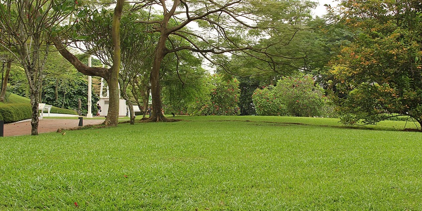 Fort Canning Park in Singapore, with vibrant grass, multiple green trees and a distant structure.
