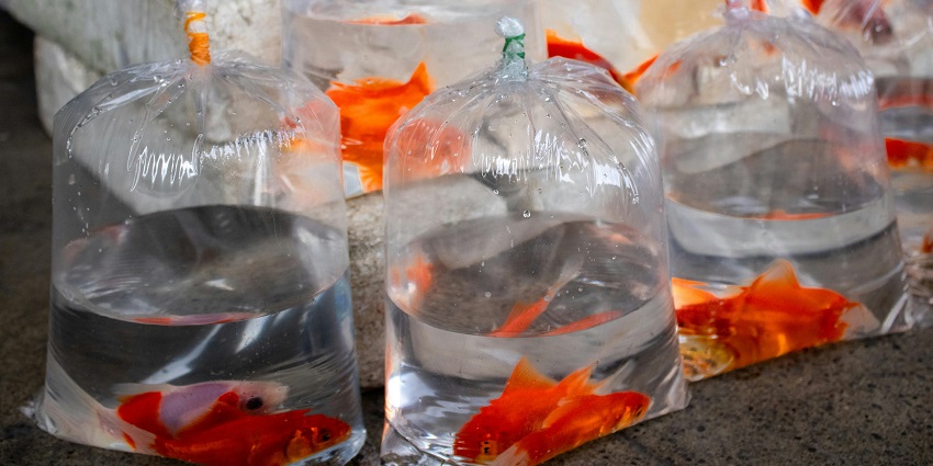 Plastic bags containing goldfish at Goldfish Market, one of the popular street markets in Hong Kong.
