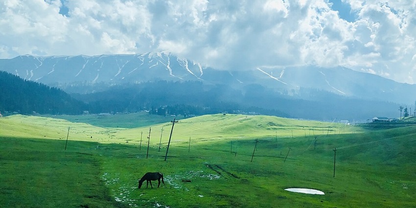 Brown horse grazing in green pasture with puddles and mountains, picnic places in Kashmir.