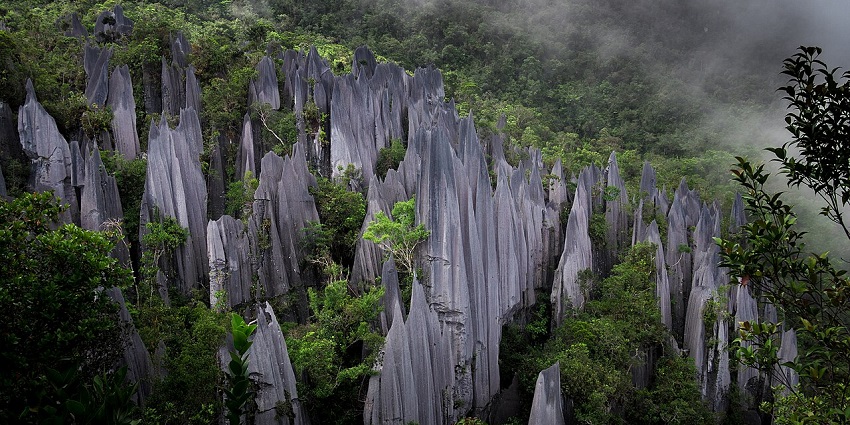 Sharp limestone pinnacles in the Gunung Mulu National Park are surrounded by greenery and mist.
