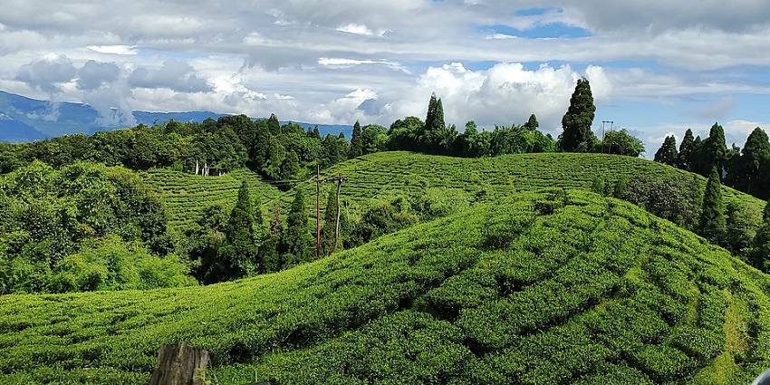 Happy Valley Tea Estate in Darjeeling with lush tea gardens and scenic views, one of the offbeat places in Darjeeling.