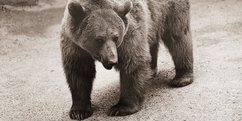 Brown Himalayan bear with thick fur standing in a zoo enclosure at Kufri Zoo.