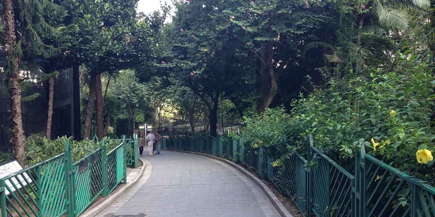 Shaded walkway with trees inside Hong Kong Zoological and Botanical Gardens.
