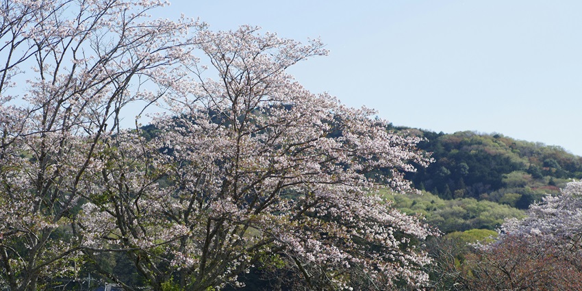 Beautiful cherry blossom scenery captured during the Cherry Blossom Festival Shillong.