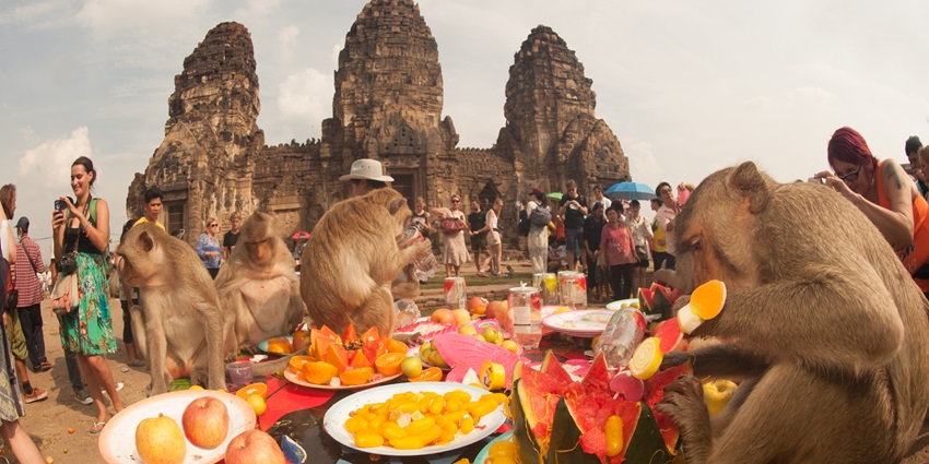 Multiple monkeys in Lopburi are sitting while eating different types of fruits.