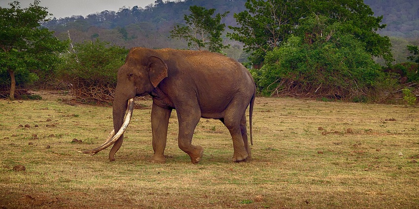 Wild tusker Bogeshwar roaming near Kabini backwaters in Nagarhole National Park, Karnataka.
