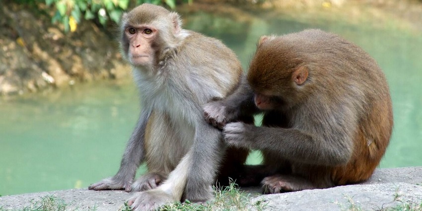 Two macaques sitting by the water at Kam Shan Country Park in a natural setting.