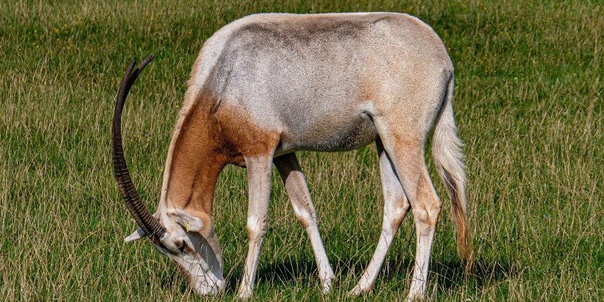 Tibetan antelope grazing peacefully in the scenic Karakoram wildlife sanctuary in Ladakh.
