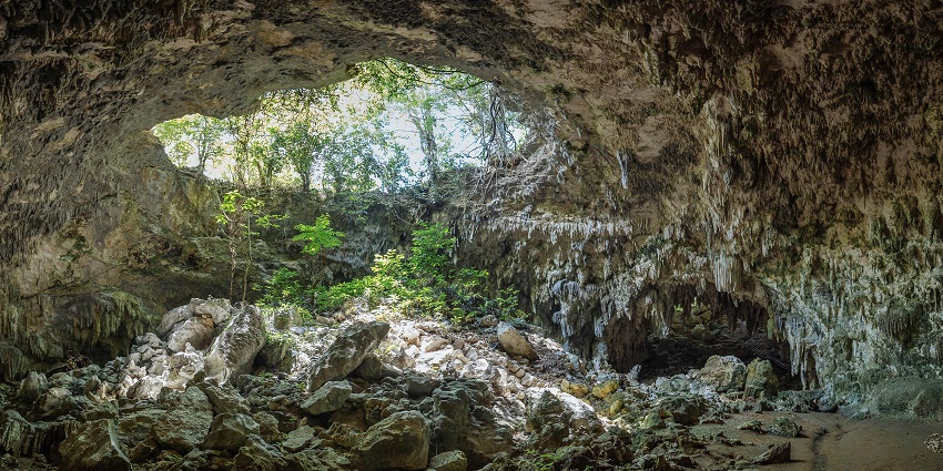 Large cave entrance opening to a dense forest with tall trees and natural greenery.
