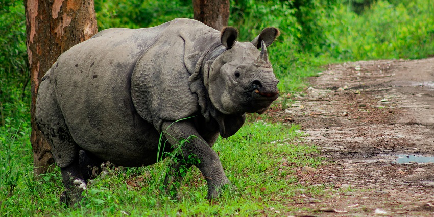 A rhinoceros is walking through tall grass at Kaziranga National Park, one of the top national parks in North East.
