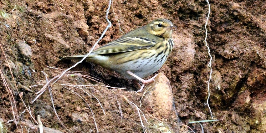 A small, striped brown and white bird rests on a rocky cliffside at Keibul Lamjao National Park, one of the best national parks in North East.
