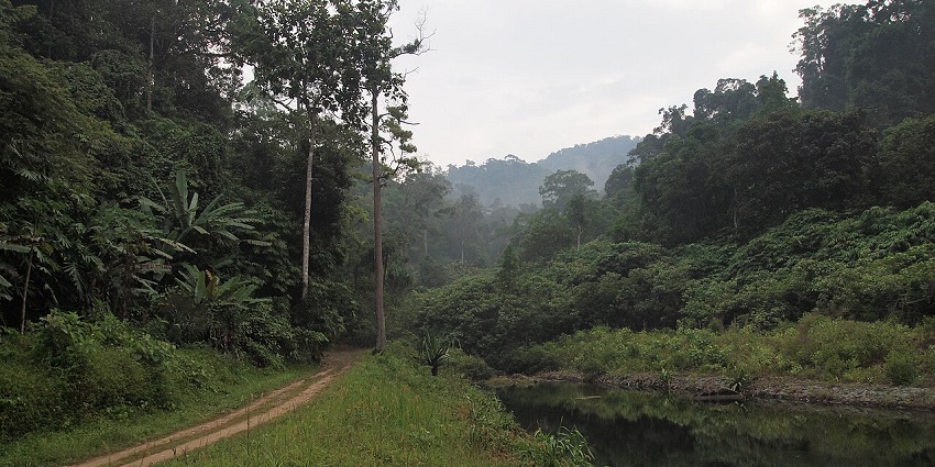 Lush green forest trail with tall trees beside a calm river in Khao Lak-Lam Ru National Park.
