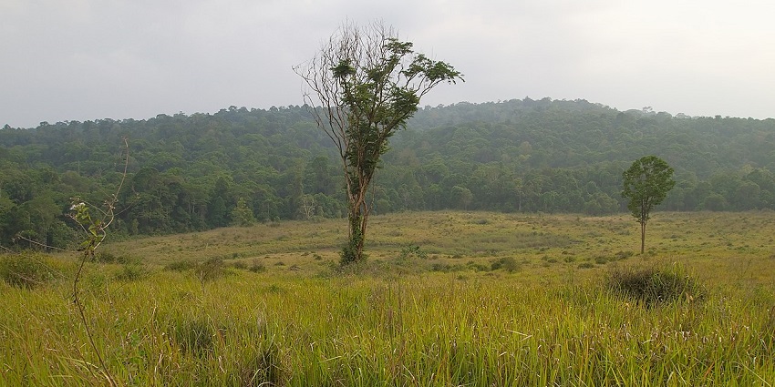 Tropical grasslands and scattered trees in Khao Yai, one of the top national parks in Thailand.
