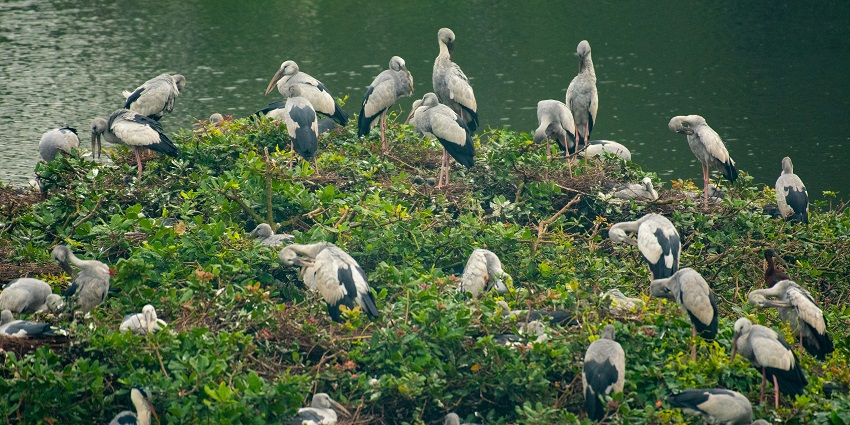 A flock of birds perched on a lush green hillside at Kitam Bird Sanctuary, one of the best national parks in Sikkim.
