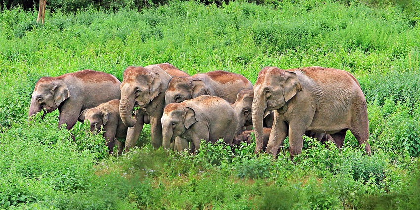 Group of wild elephants grazing in lush greenery at Kui Buri National Park, Thailand.
