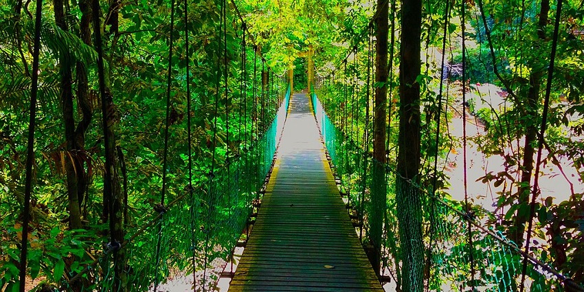 Canopy walkway surrounded by the greenery of Lambir Hills National Park, one of the beautiful parks in Malaysia.
