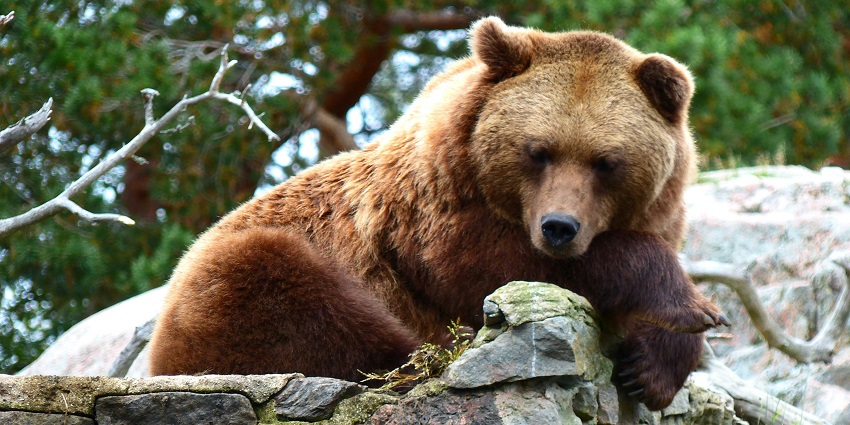 Brown bear resting on a rock in the serene Lungnak Valley wildlife sanctuary in Ladakh.
