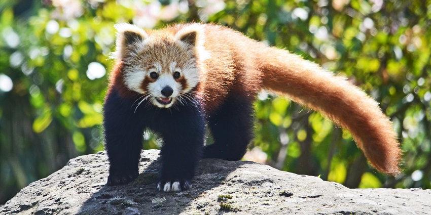Red panda cub on a rock at Maenam Wildlife Sanctuary, one of the best national parks in Sikkim.
