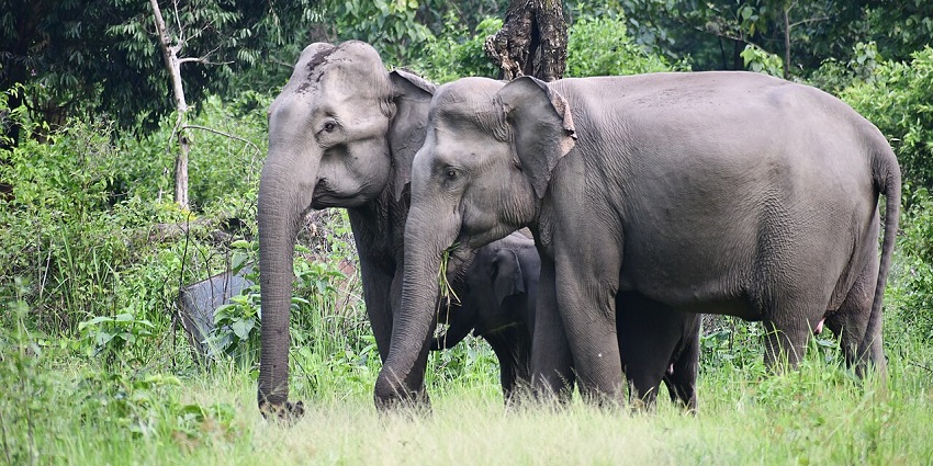 Two elephants grazing peacefully in a lush green forest with tall grass.
