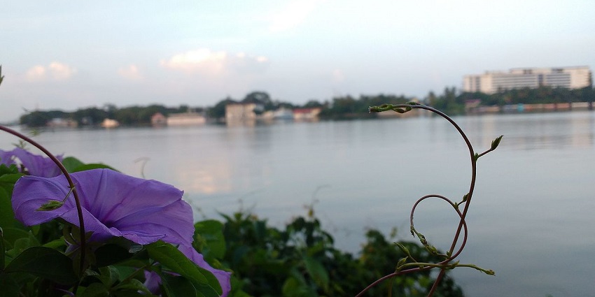 Bright flower in focus with calm backwaters blurred behind, seen in parks in Kerala.
