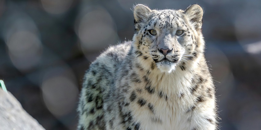 Snow leopard perched on a rocky slope in the remote Markha Valley Conservation Area.
