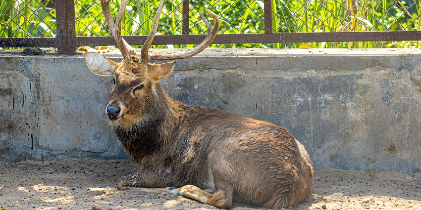 Sambar deer resting peacefully in an enclosed area  at Mathikettan Shola National Park.
