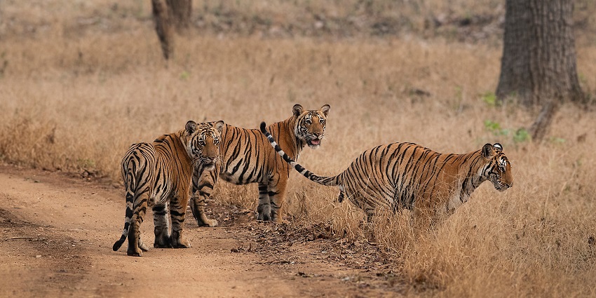 A couple of Bengal tigers resting in the forest at Nagarahole National Park.
