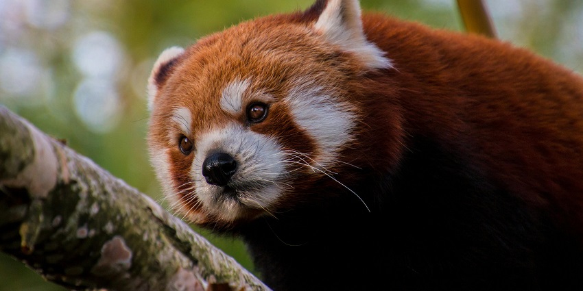Red panda resting on a tree branch at Namdapha National Park, one of the most scenic national parks in North East.
