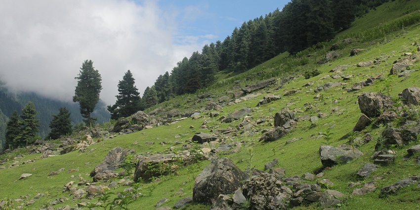 Grassy hill with scattered trees under a clear sky at a nature park Babeli.