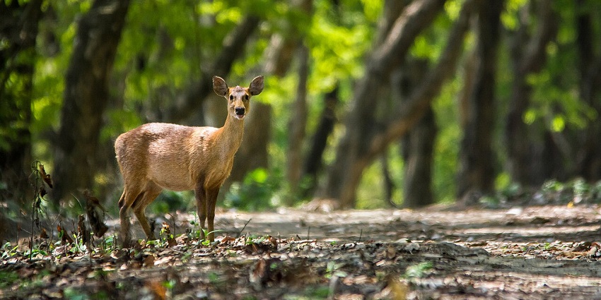 A brown deer with large ears stands alertly on a green forest trail with trees.
