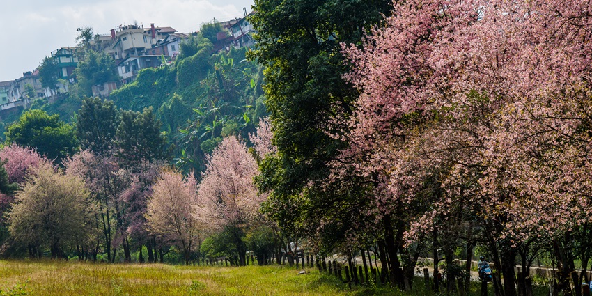 Autumn cherry blossoms in full bloom at the Cherry Blossom Festival Shillong event.