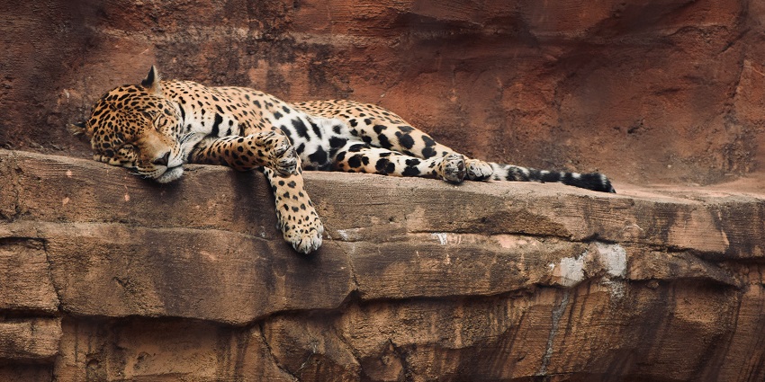 A leopard resting peacefully on a large rock at Pangolakha Wildlife Sanctuary in Sikkim.
