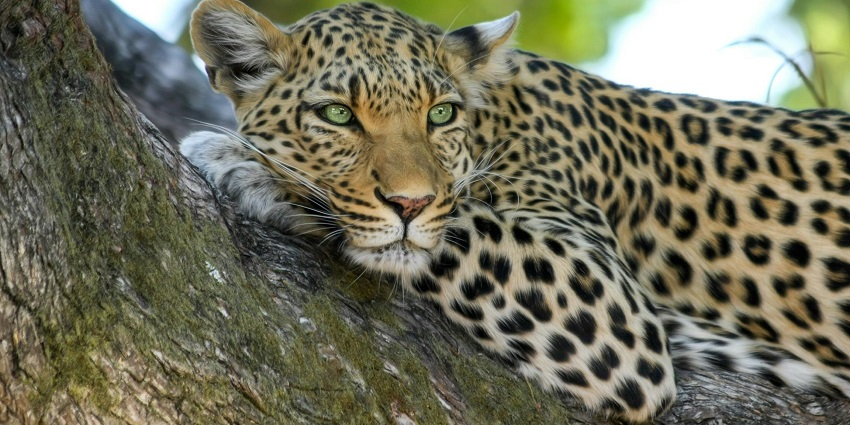 A leopard resting on a tree branch at Periyar, one of the best national parks in Kerala.
