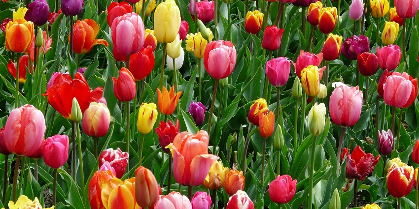 A vibrant valley covered in colorful flowers celebrating the Phulaich Festival outdoors.
