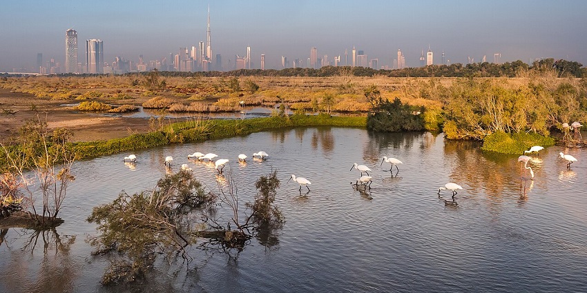 A flock of flamingos at a shallow water body inside the Ras Al Khor Wildlife Sanctuary in Dubai.
