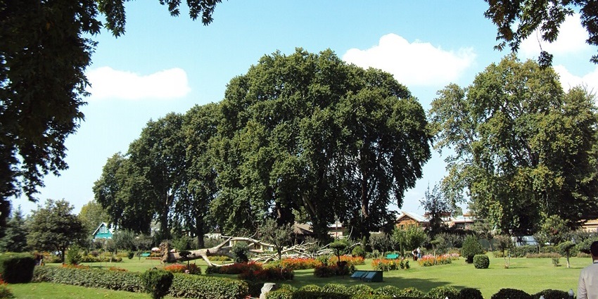 Shalimar Bagh garden view under blue sky, one of the finest picnic places in Kashmir.