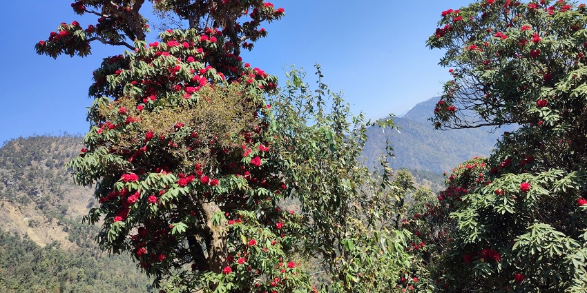 A tree full of Rhododendron hodgsonii at Shingba Rhododendron Sanctuary in Yumthang.
